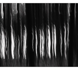 Woods Dark and Deep 2021, Archival pigment print